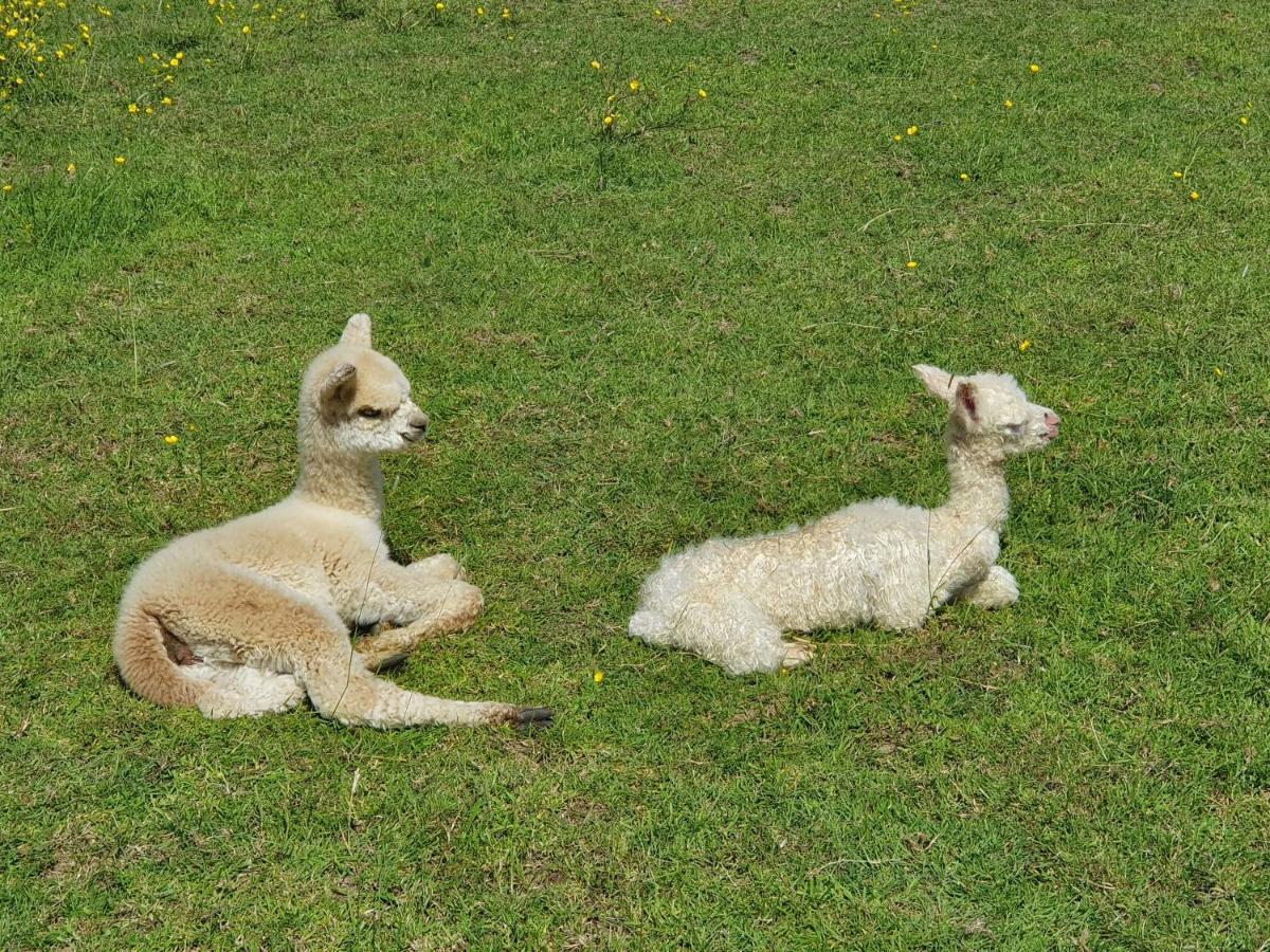 Dartmoor Reach Alpaca Farm Heated Cabins 5 Mins Drive To Dartmoor Bovey Tracey Exterior photo