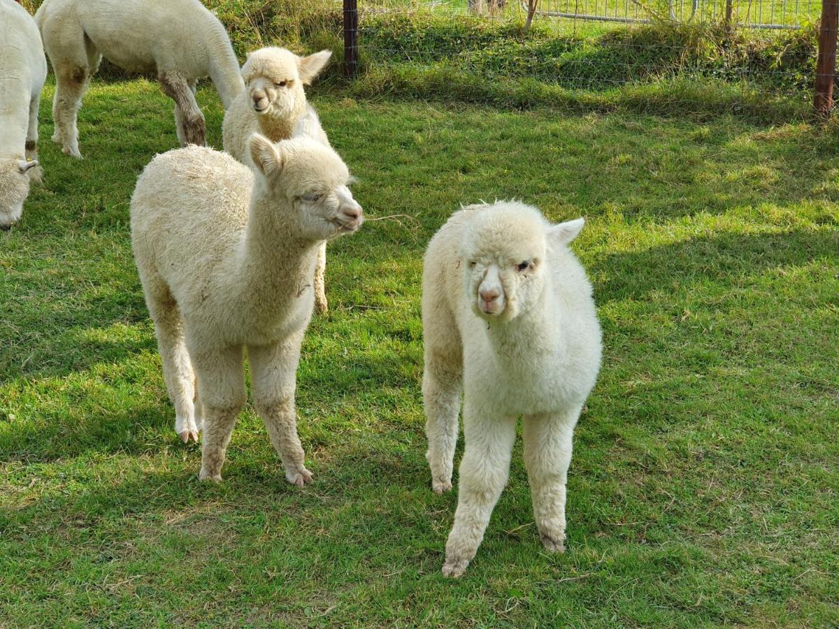 Dartmoor Reach Alpaca Farm Heated Cabins 5 Mins Drive To Dartmoor Bovey Tracey Exterior photo