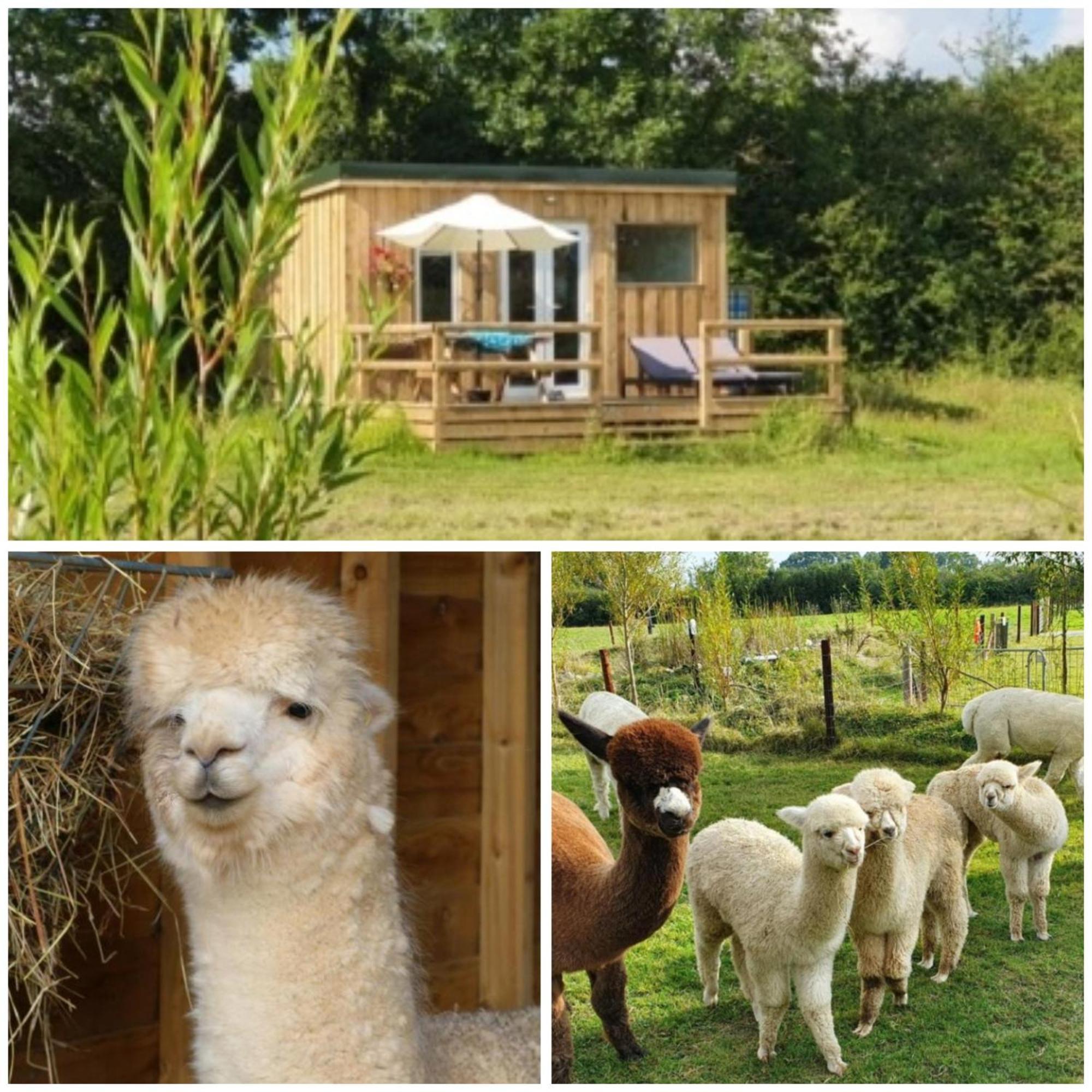 Dartmoor Reach Alpaca Farm Heated Cabins 5 Mins Drive To Dartmoor Bovey Tracey Exterior photo